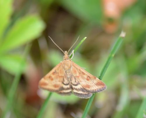 Pyrausta despicata